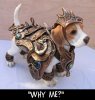 WoW Pup