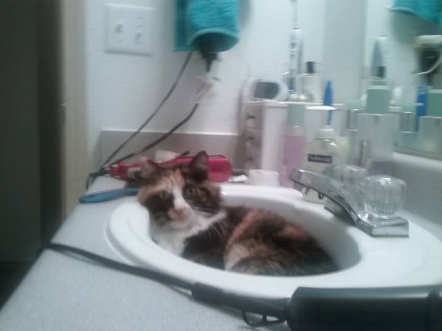 Sink Cat is Watching You Pewp