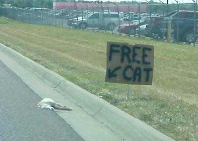 Free cat!