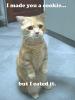 Bad Primistic BAD! (Cuz he is the cat!)