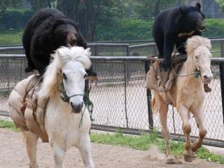 New Druid Mounts