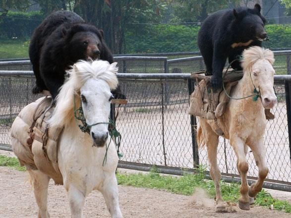 New Druid Mounts