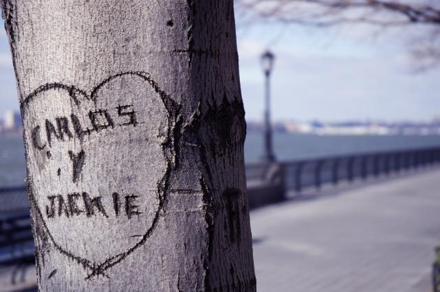 Tree Graffitti