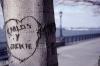 Tree Graffitti