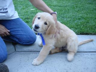 Moar Puppy!