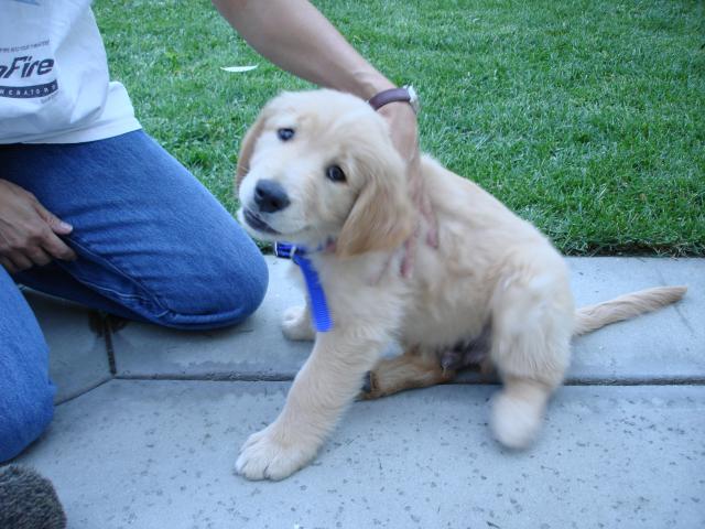 Moar Puppy!