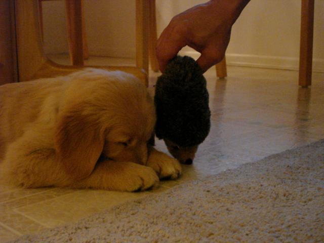 Because the World Needs More Cute Puppy Pictures