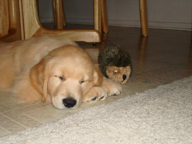 Kimba: How can you not love an 8 week old golden retriever pup? (My cousins)