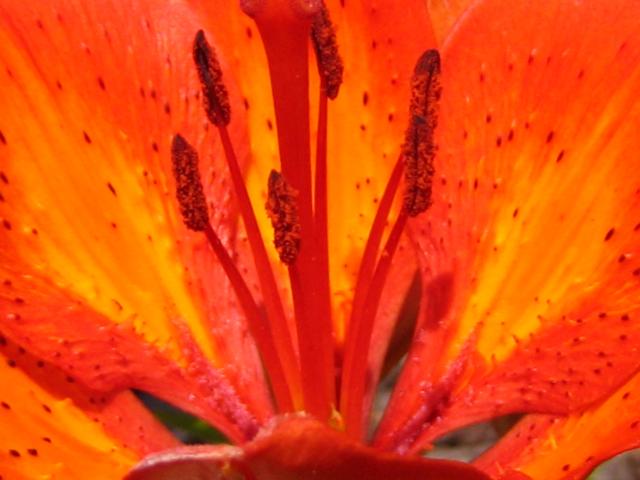 tiger lily