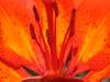 tiger lily