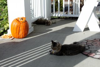 Junior (the neighbors terd cat) has spawned