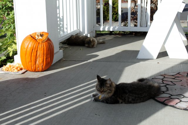 Junior (the neighbors terd cat) has spawned