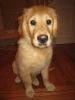 Cooper