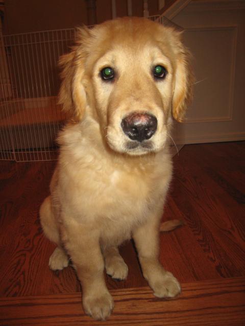 Cooper
