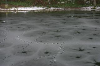 Duck tracks in ice