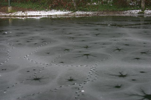 Duck tracks in ice
