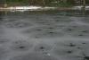 Duck tracks in ice