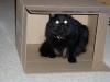 The black fur ball all grown up