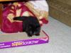 My other ball of fur