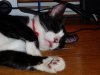 One of my cats