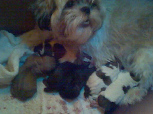 Sugar's Puppies.jpg