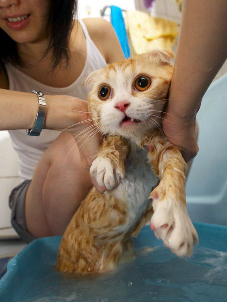 Poor Cat