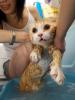 Poor Cat