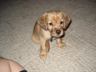 My puppy!