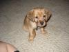 My puppy!