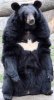 A Wild Nuit Apears!