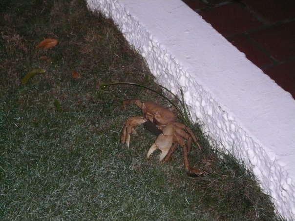 Crab that attacked me..: This is the crab that attacked me while I was stupid drunk.