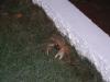 Crab that attacked me..