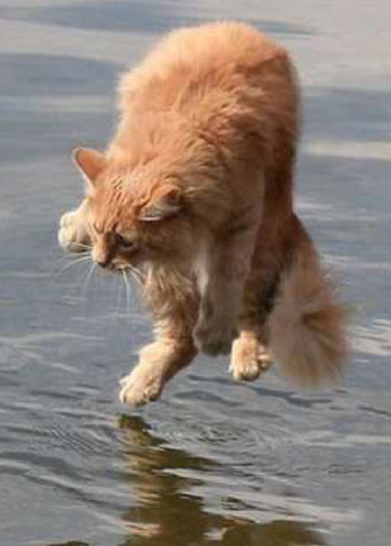 Jesus cat: Jesus cat