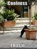 cool kitty