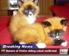 Garreth look what happened: too many kitties on Firefox!!!