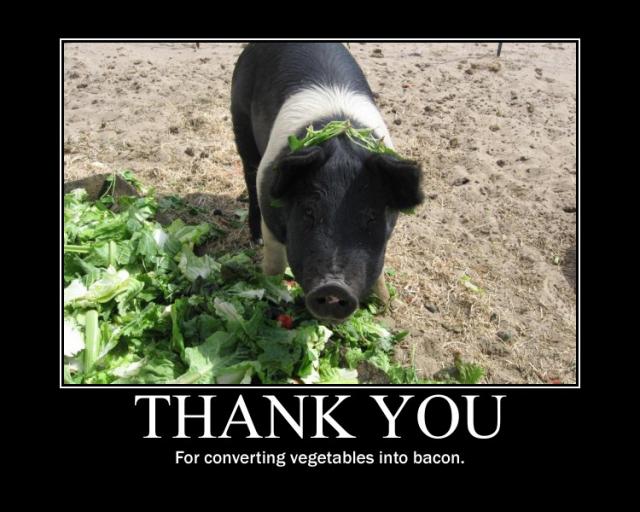 Bacon