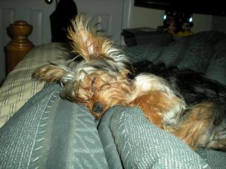 My Dog