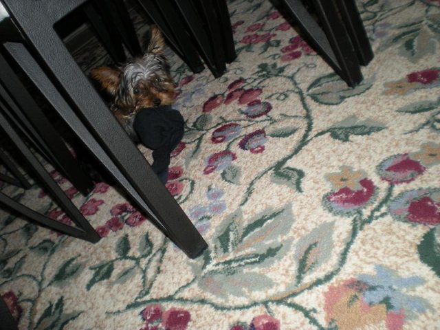 Sock thief