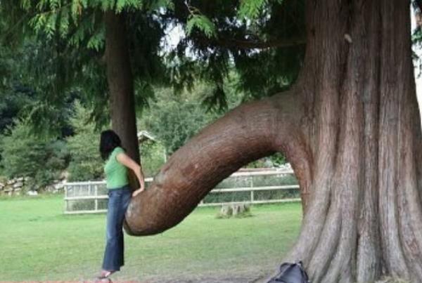 Tree's Scare me