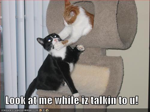 kitties