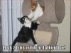kitties