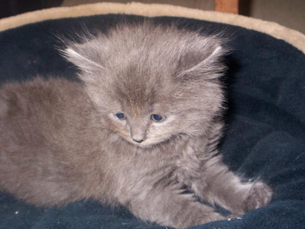 my new kitty
