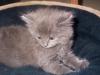 my new kitty