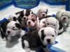 Puppies!